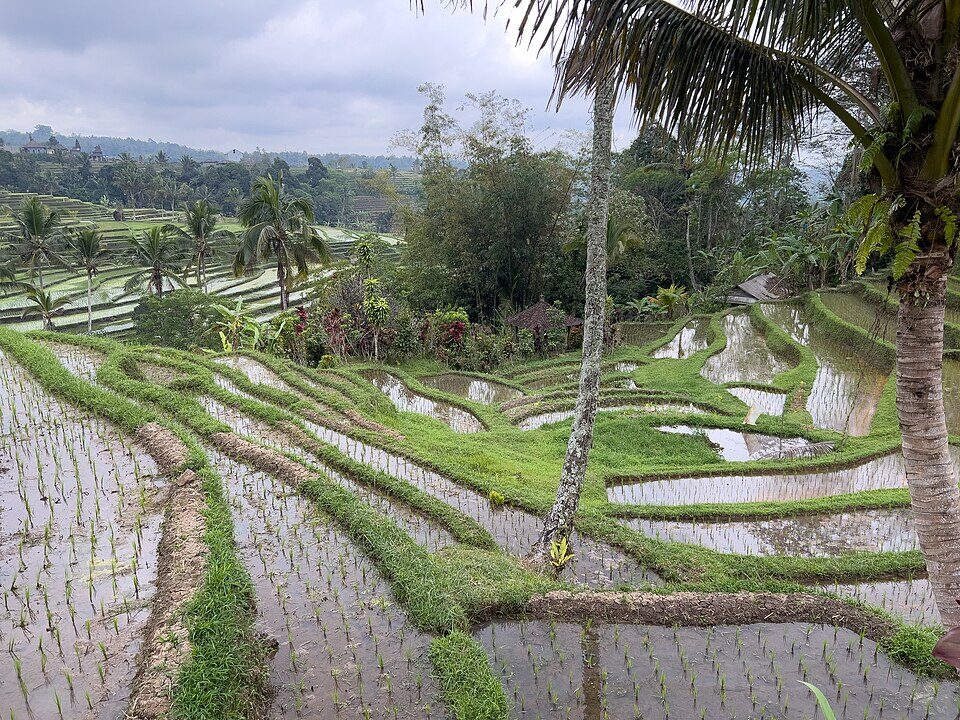 Sawah terasering Jatiluwih, Tabanan