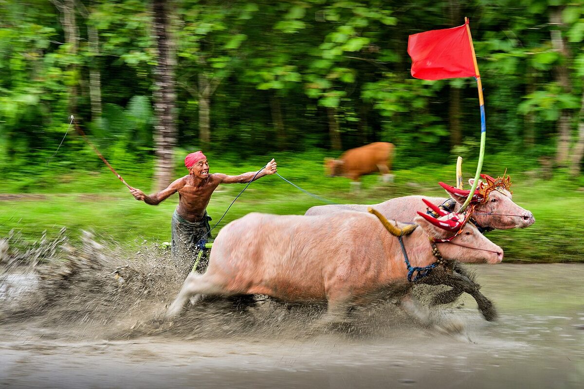 A jockey drives a pair of buffaloes in a Makepung race, a tradition unique to Jembrana Regency.