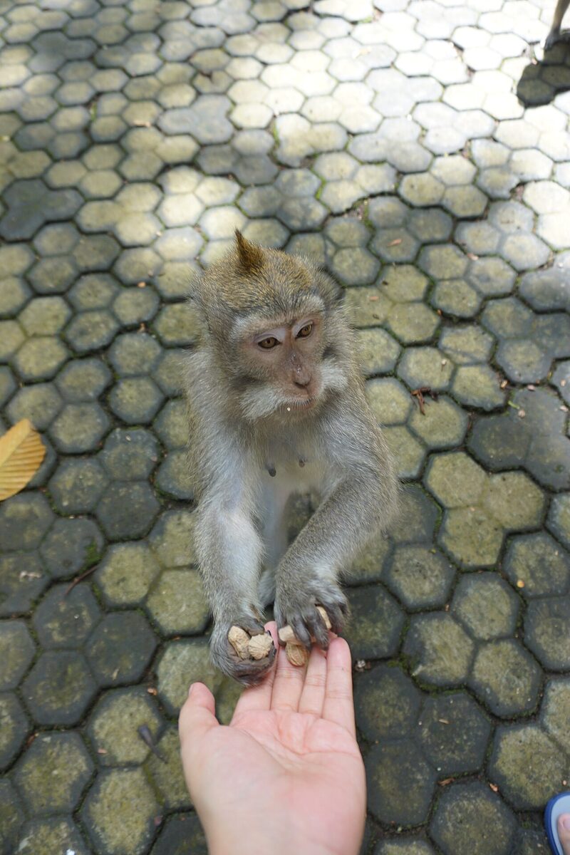 Long-tailed macaques in the Sangeh Nutmeg Forest, Abiansemal. Don't feed them or leave items on your scooter.