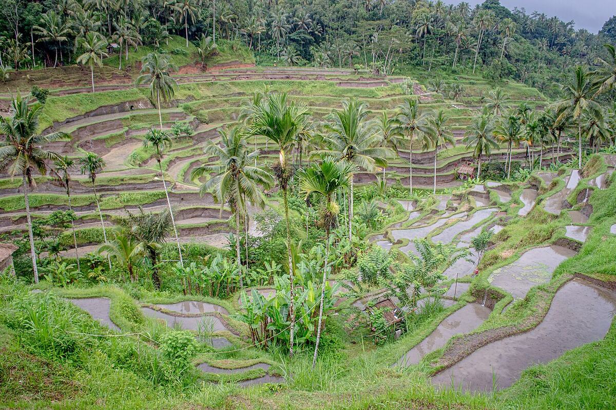 Sawah terasering Tegallalang, Ubud