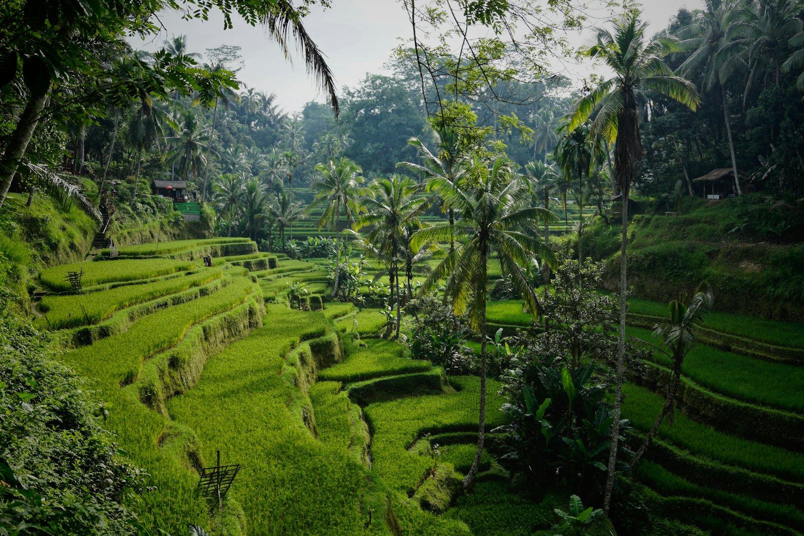 Tegallalang rice terraces in Ubud