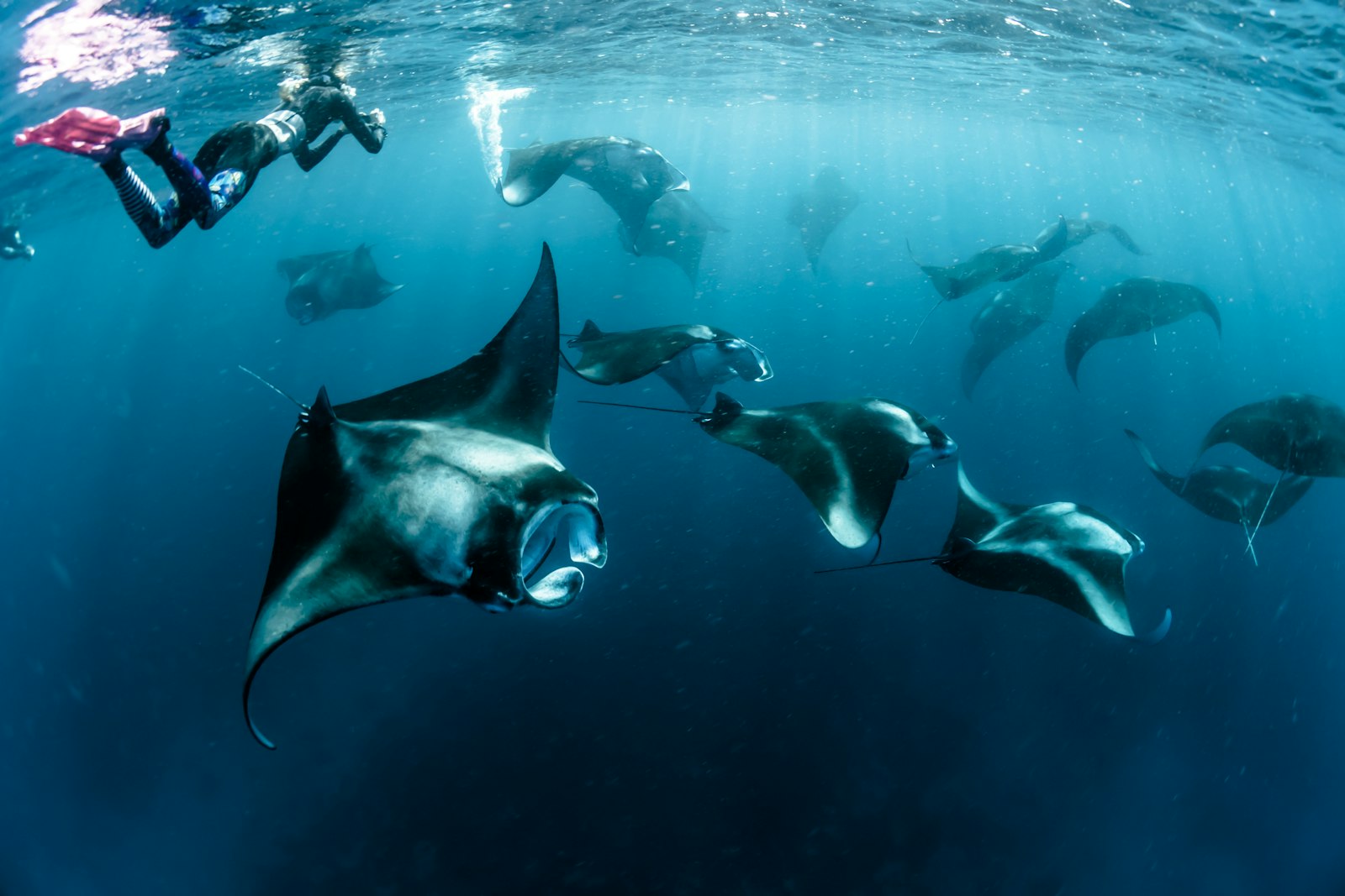 Snorkeling bersama pari manta di Nusa Penida